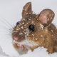 cute mouse in snow