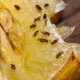 Fruit flies on a lemon