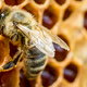 A honeybee crawls over wax comb with honey inside.