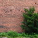 An overgrown shrub against a brick wall.