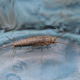 A silverfish against a blue background. 