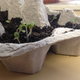 An egg carton with seedlings and soil in it.