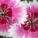pink and white dianthus blossoms