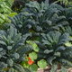 a permaculture garden with large kale leaves and other plants