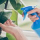 hands cleaning plant leaves with spray