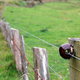 A wire fence.
