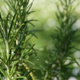 Identifying Diseases that Harm Rosemary Plants