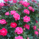 pink knockout rose bush