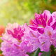 Prink Rhododendron flowers