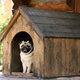 A pug in a dog house.