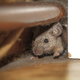 scared mouse hiding in a corner