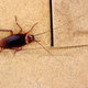 cockroach on wall