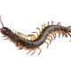 A centipede on a white background.