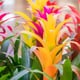 bright, colorful Bromeliad flowers