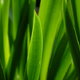 long broad grass leaves