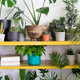 indoor plants in a green room