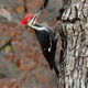 A woodpecker.
