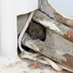 rodent hiding in hole in wall
