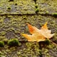 A raindrop-speckled sugar maple leaf on a mossy shingled roof.
