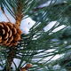 A close-up of a pinecone on a snow-covered branch.