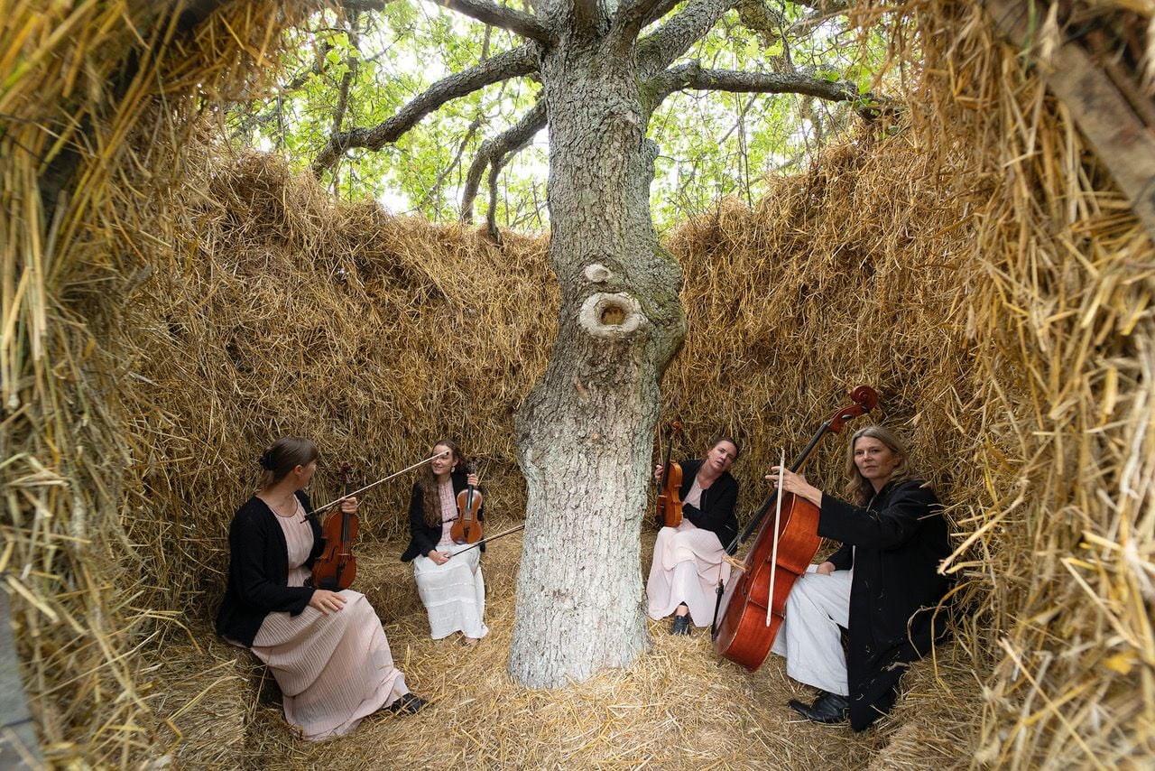 Julikvartetten string quartet set up inside the One Tree Four Seasons nest. 