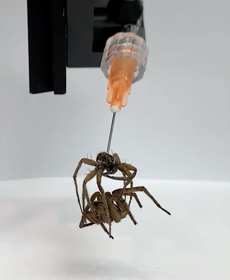 “technomancer” Scientists Make Robot Zombies Out Of Dead Spiders Designs And Ideas On Dornob 