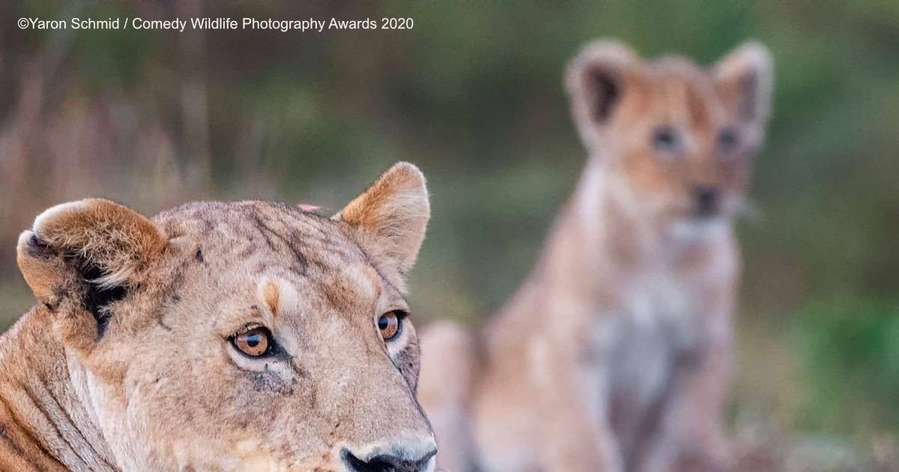 A few hilarious entries from the annual Comedy Wildlife Photography Awards.   