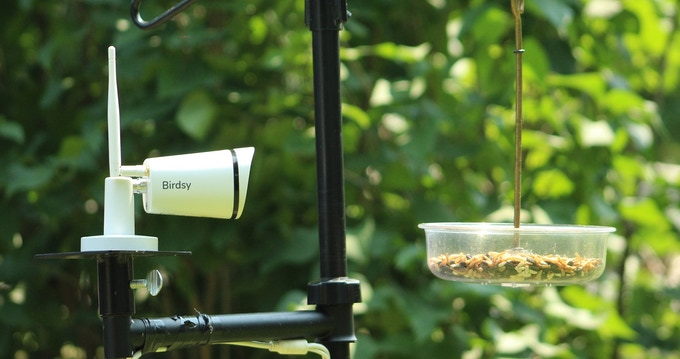 The Birdsy AI camera closely monitors a small outdoor feeder.