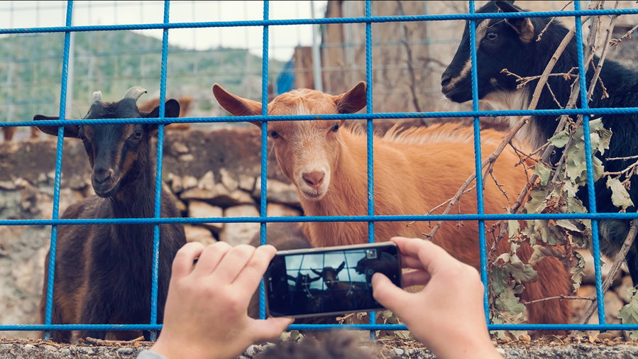 A sweet farm employee uses their iPhone to bring some adorable goats to a company video conference. 
