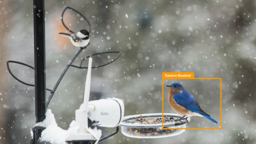 The Birdsy AI system films and quickly identifies the colorful bird perched on this snowy feeder. 