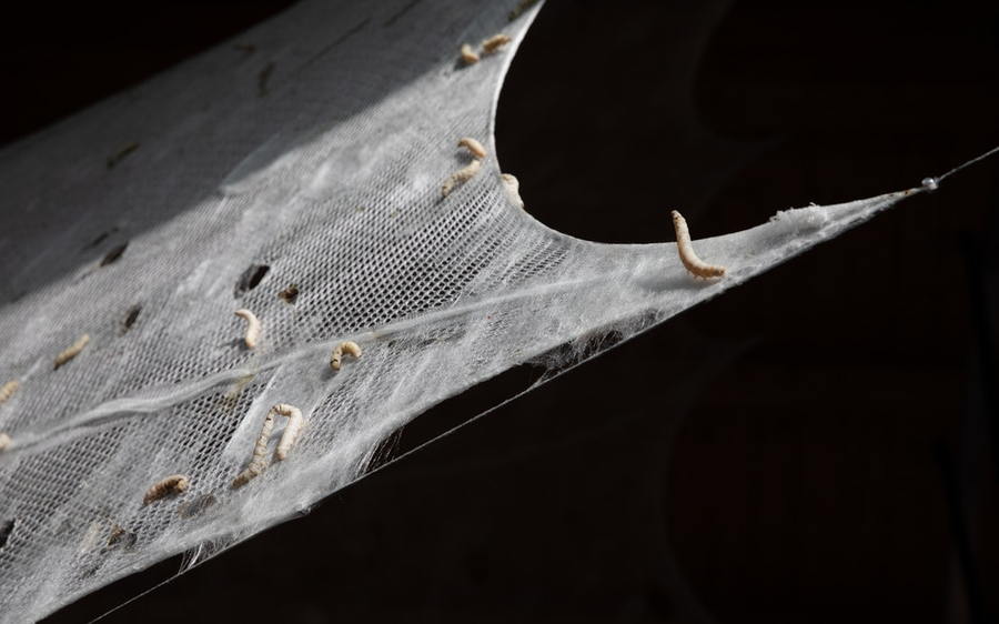 Close-Up shot of the silkworm-spun pavilion textile.