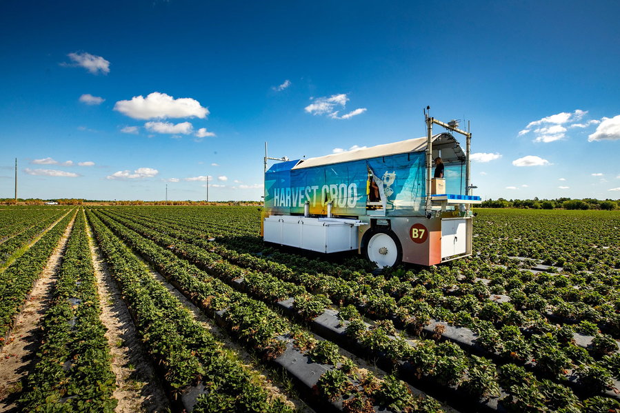 Autonomous strawberry picker from Harvest CROO goes to work in a large strawberry field.