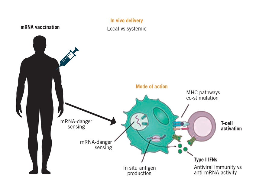 Graphic explains how Merck's in-progress melanoma vaccine works in the human body.