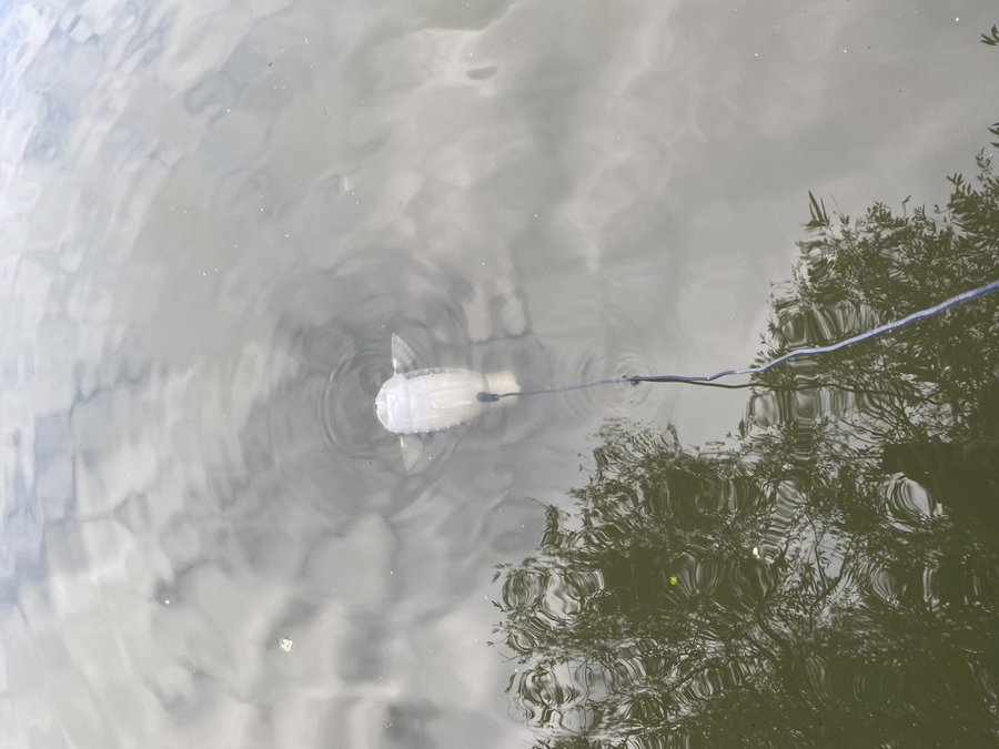 Gillbert the robotic fish put to the test by swimming in actual water.