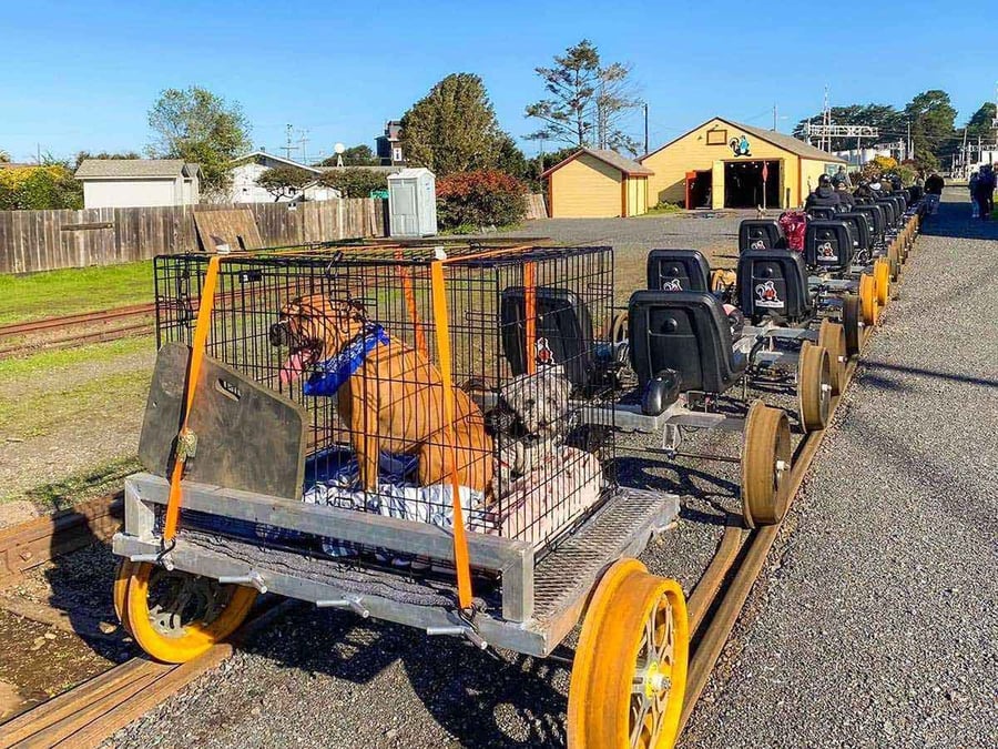 Family dog enjoys the redwood railbike ride via an attached trailer.