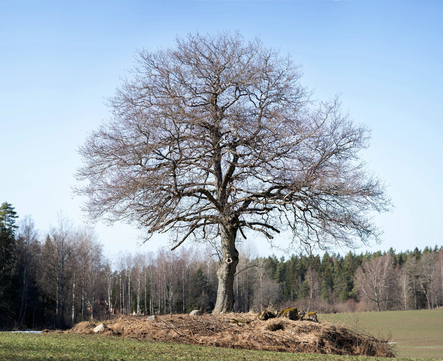 The tree outside Stockholm around which the 