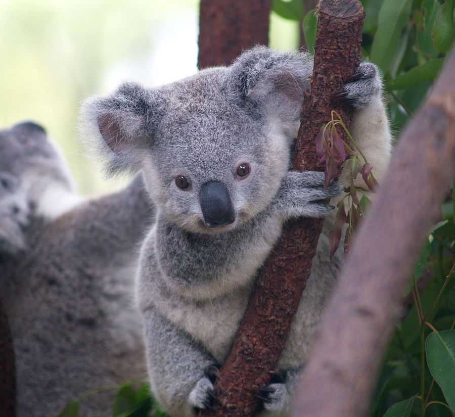 Koalas are among the animals most impacted from the devastating Australian bushfires.