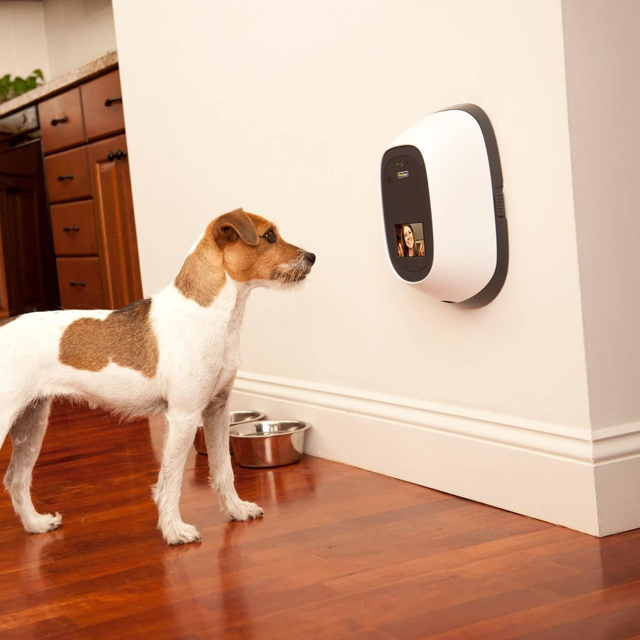 Adorable dog talks to his owner long-distance using the PetChatz Interactive Pet Camera.