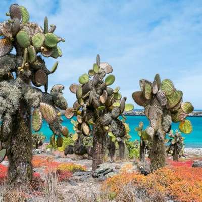 The Galápagos Islands