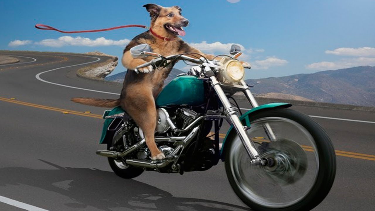 Time for your dog to enjoy your Harley Davidson