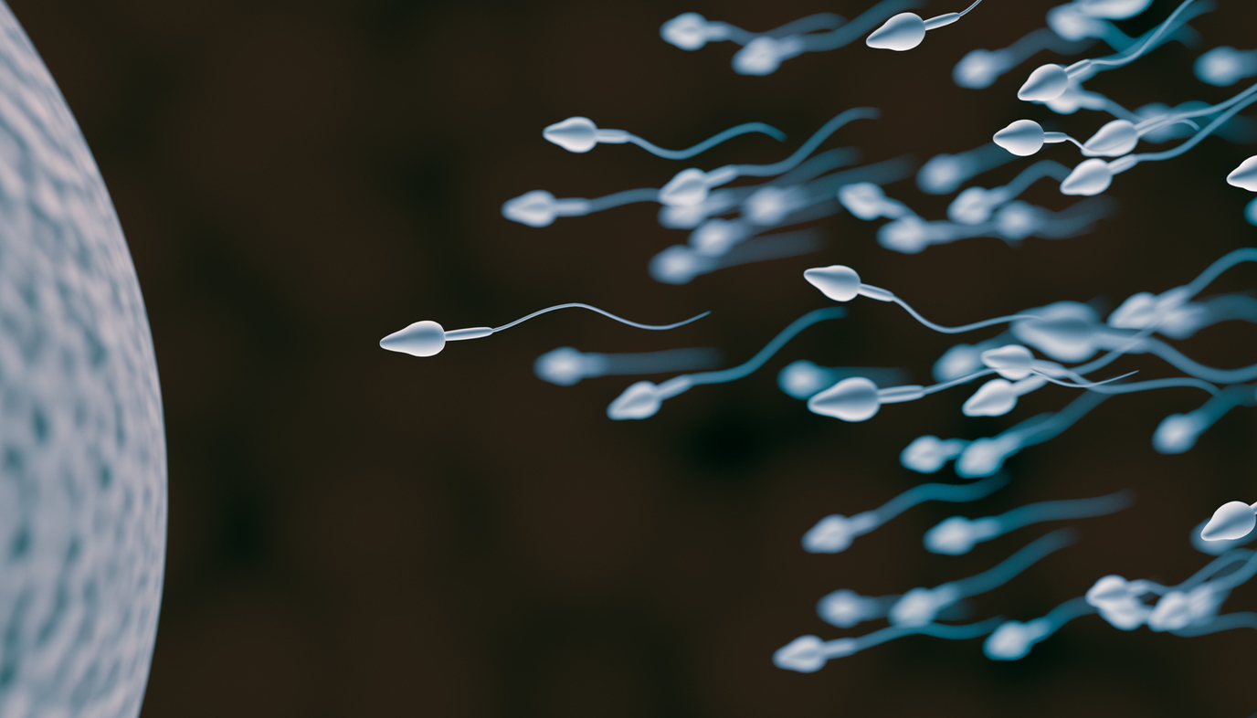 sperm swimming towards egg