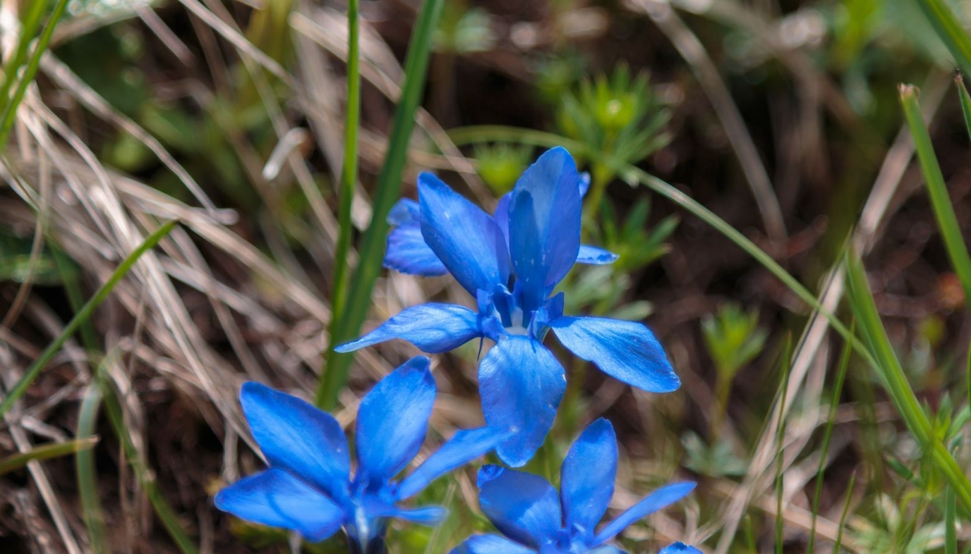 blue gentiana flowers