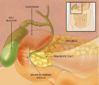 pancreatic duct
