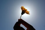 hand holding flower to the sky