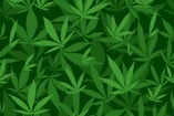 illustrated marijuana background