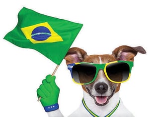 Dog holding Brazil flag