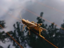 Grasshopper I found. Wish I had my other camera with me when I found it.