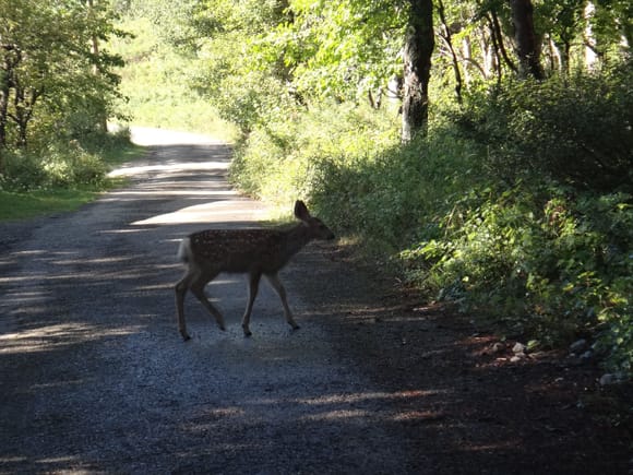 Oh, hi Bambi... thanks for crossing our path :rofl: