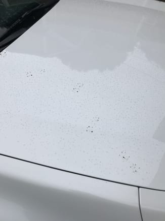 Dirty paw prints on Hood of car.