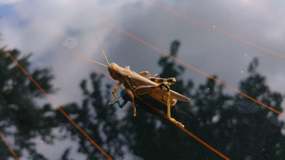 Grasshopper I found. Wish I had my other camera with me when I found it.